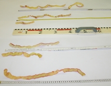 Apfelschalen-messen-1.jpg